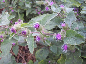 Arctium minus